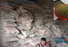 এবারের বৈরি আবহাওয়ার ফলে বিএডিসির আমন বীজে পোকা, কর্মকর্তা বলছেন অঙ্কুরোদগম হবে