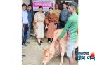 দরিদ্র নারী ও কৃষকদেরকে গরু ও মাছের পোনা প্রদান