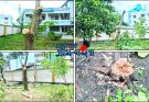 অনুমোদন ছাড়াই ভৈরব নির্বাচন অফিস চত্বরের গাছ কাটলেন কর্মকর্তা